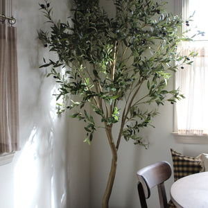 olive tree