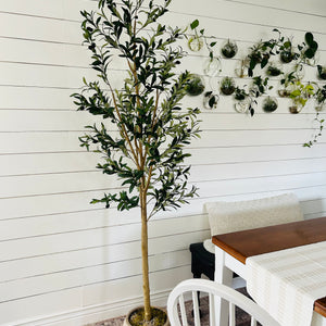 olive tree