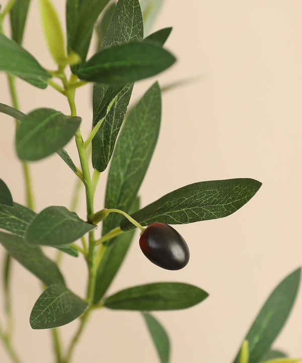 olive leaf